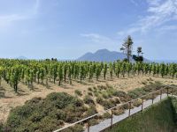 Lipari - Weinprobe in der Tenuta Castellaro