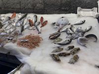 Catania - Fischmarkt
