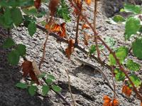 Wanderung auf Lipari - Tiererkundungen