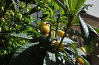 Wohlschmeckende Mispeln - eine sizilianische Delikatesse