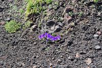 Leben mitten in der scheinbaren Lavawüste