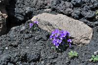 Leben in der Lavawüste