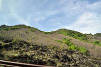 Entstehende Wälder an den Hängen des Ätna