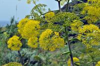 Wanderung auf Lipari - Fenchel