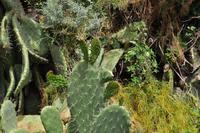 Wanderung auf Lipari - Feigenkaktus