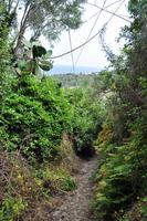 Wanderung auf Lipari - Wanderwege wachsen schnell wieder zu