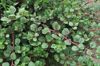 Lipari - Äolische Inseln - Kapern Strauch