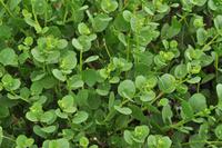 Wanderung auf Lipari - Kapern