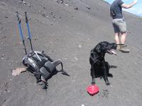 Ausflug mit Hund