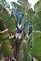 Baum-Strelitzie (Strelitzia nicolai)