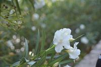 Blühende Gärten auf Lipari