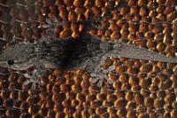 Gecko