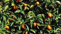 Kumquats - Zwergorangen