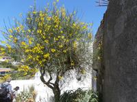 Lipari