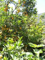 Lipari