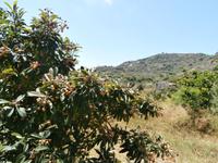 Lipari