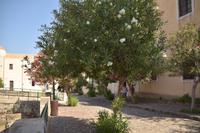 Noch blühende Bäume in den Straßen Liparis