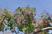 Paternosterbaum oder Persischer Flieder - Kugeln wurden für Rosenkränze verwendet