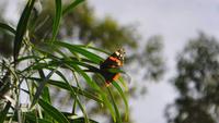 Seltene Schmetterlinge auf den Äolischen Inseln