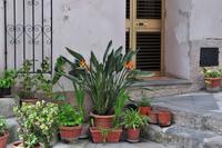 Strelitzia