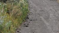 Wanderung auf Lipari - Nattern