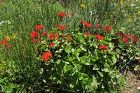 Wilde Geranien, Lipari, UNESCO Weltnaturerbe