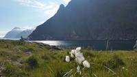 Å i Lofoten