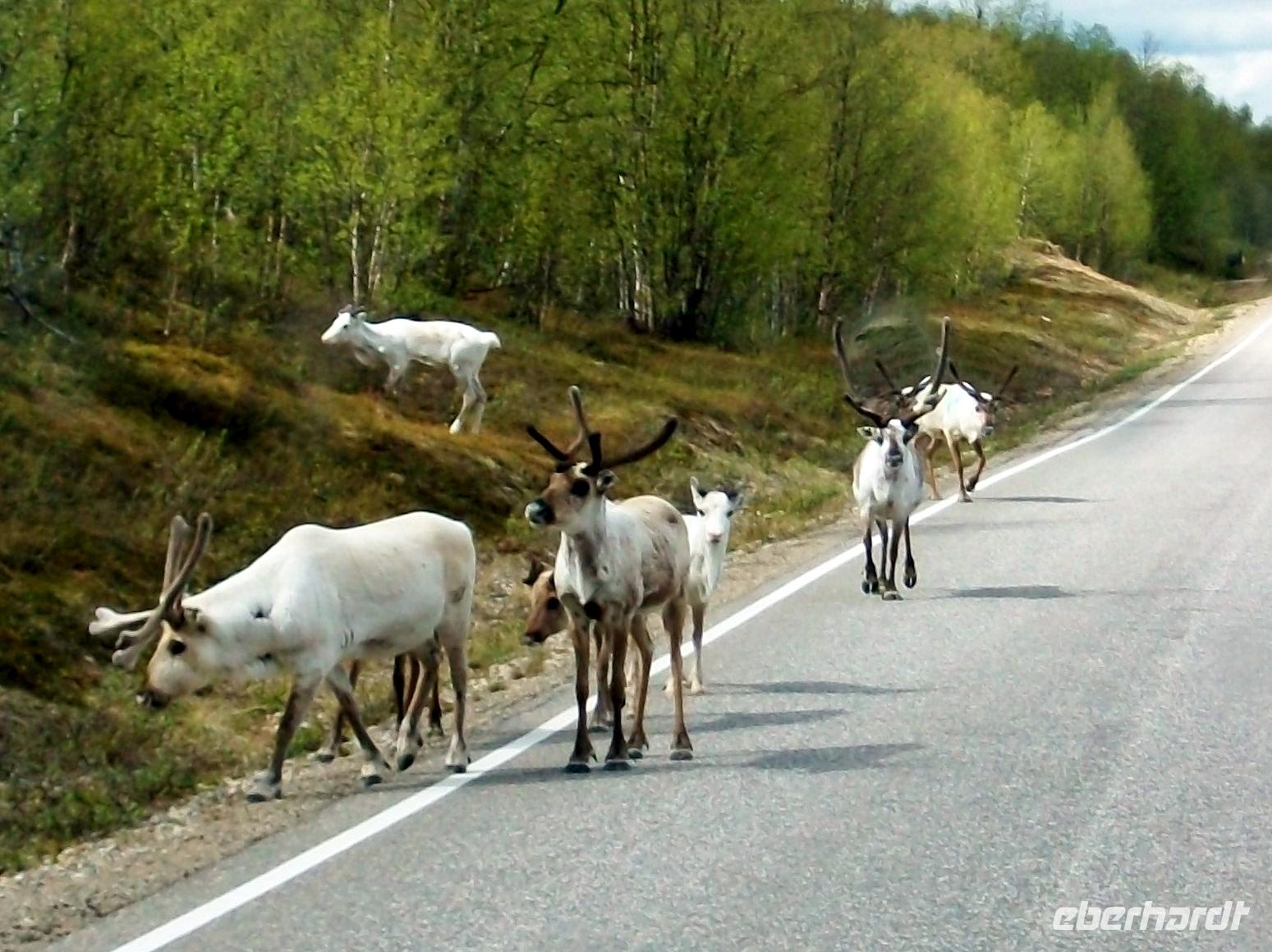 Rentierherde in der Finnmark