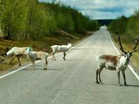 Rentierherde in der Finnmark