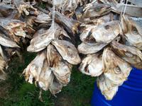 Trockenfisch, Fotostopp