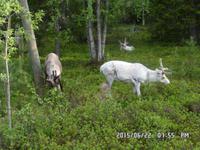 schon wieder Rentiere