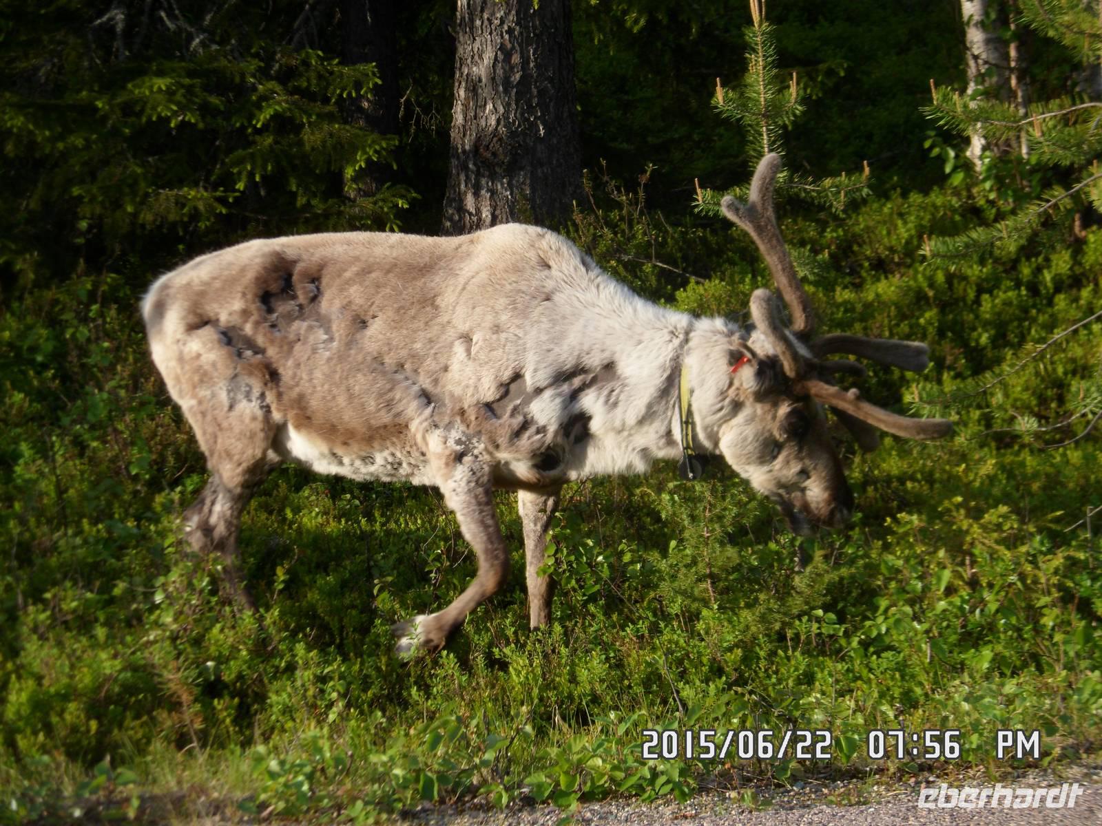 ein ganz großes Rentier