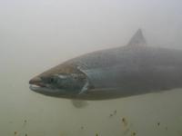 Lachse im Aquarium Målselvfossen 