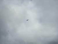 ... zwei Seeadler am Himmel :-)