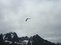 Seeadler am Himmel