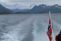 Ganz viele Möven ....