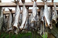 Stockfisch beim Trocknen