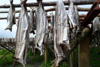 Das Gold der Lofoten 