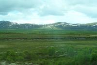 auf dem Dovrefjell 