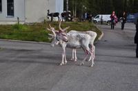 Rentiere vor dem Hotel Luostotunturi