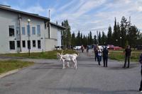 Rentiere vor dem Hotel Luostotunturi