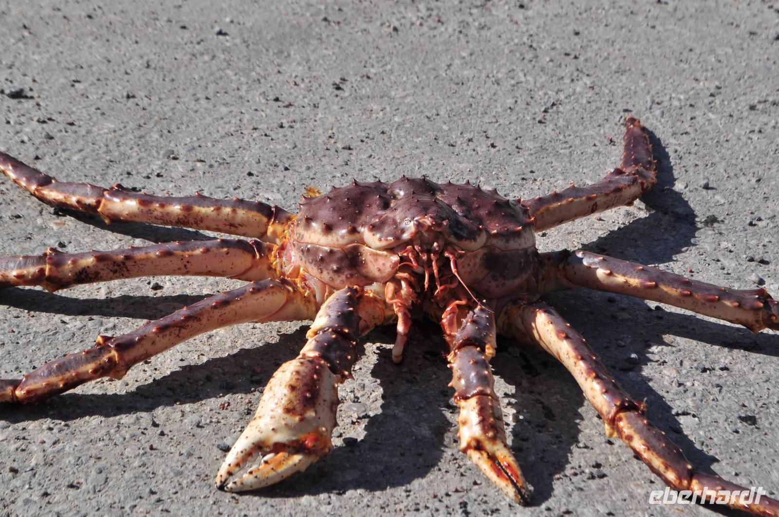 Kamtschatka Krabbe