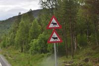 Finnmark - Rentierwarnschild und Elchwarnschild Norwegen
