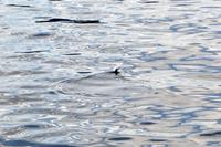 Papageitaucher im Lyngenfjord