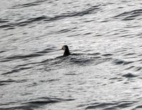 Papageitaucher im Lyngenfjord