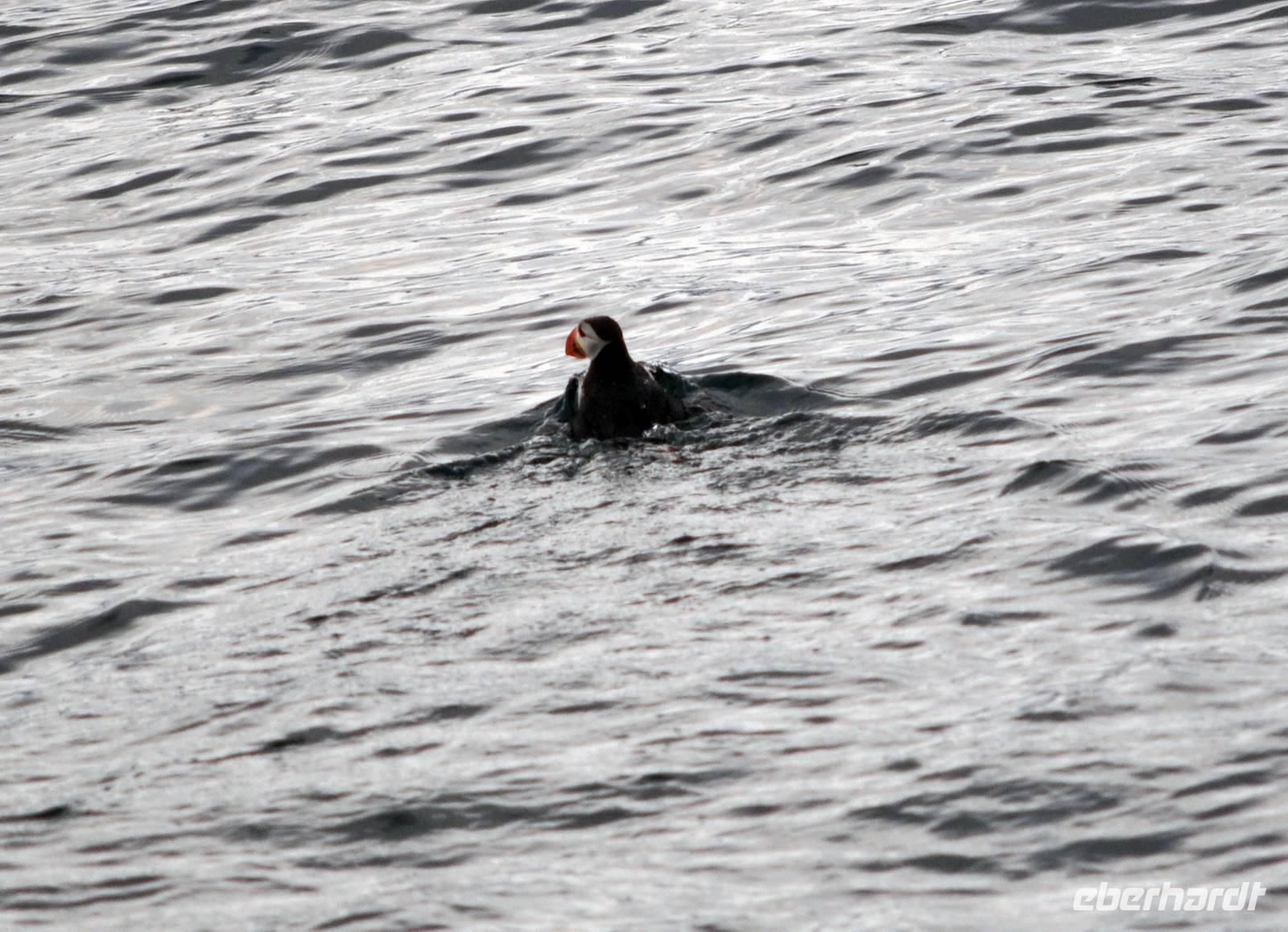 Papageitaucher im Lyngenfjord