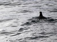 Papageitaucher im Lyngenfjord