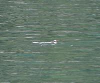 Papageitaucher im Lyngenfjord