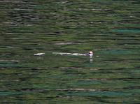 Papageitaucher im Lyngenfjord