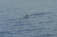 Orcas - Schwertwale - Killerwale vor den Lofoten